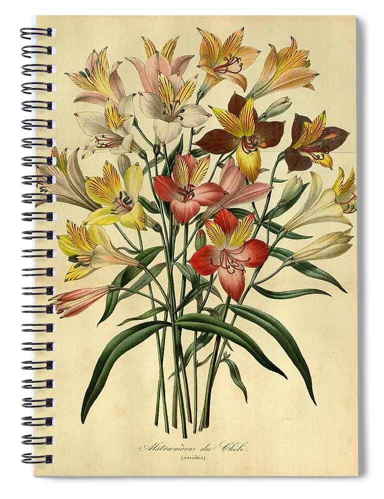 Orchid Spiral Notebook featuring the mixed media Vintage Flower #38 by World Art Collective