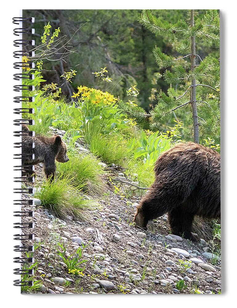Bear Spiral Notebook featuring the photograph 4 Cubs with Mama Grizzly Bear #399 by Wesley Aston