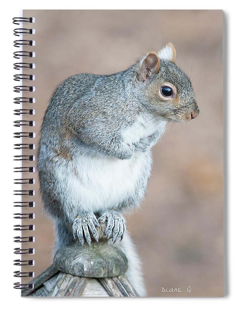 Eastern Grey Squirrel Spiral Notebook featuring the photograph Eastern Grey Squirrel #4 by Diane Giurco