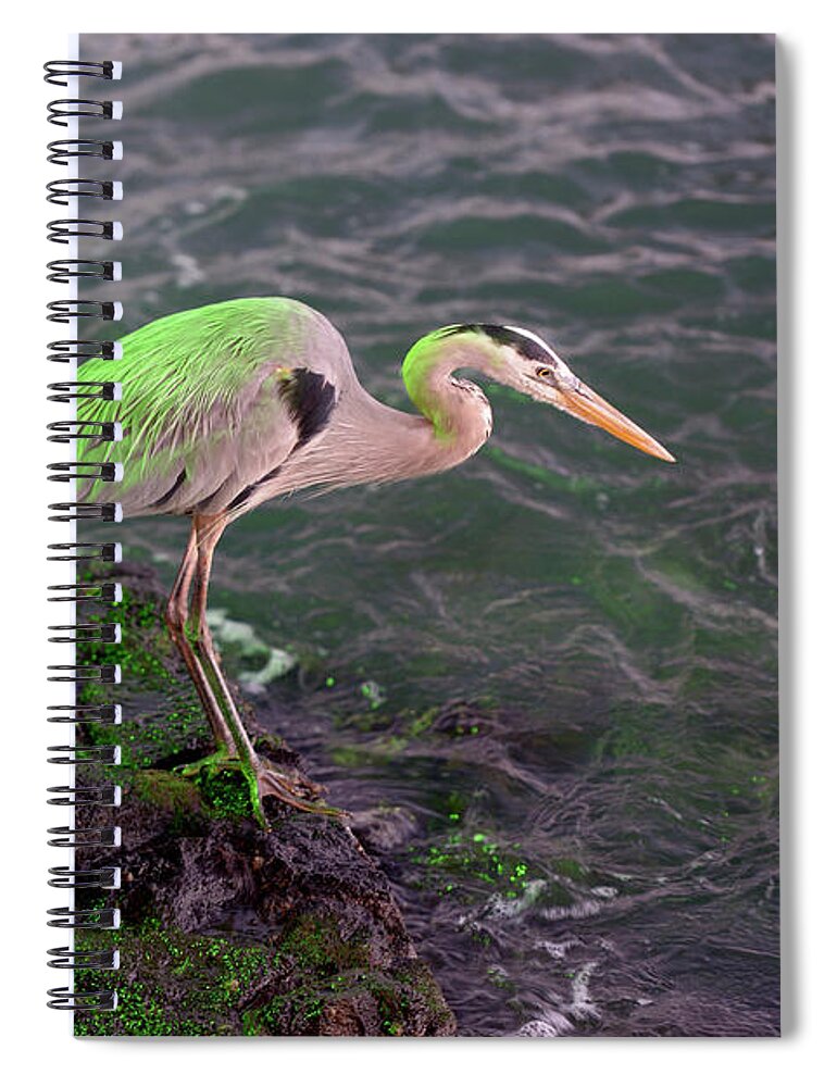 Republic Of Ecuador Spiral Notebook featuring the photograph Great Blue Heron, Ardea herodias, Santa Cruz Island, Galapagos Islands, Ecuador #4 by Kevin Oke