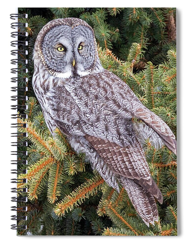 Sax Zim Bog Spiral Notebook featuring the photograph Great Gray Owl #4 by Paul Schultz