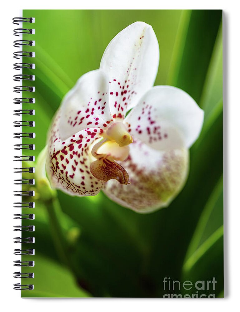 Background Spiral Notebook featuring the photograph Spotted Orchid Flower #4 by Raul Rodriguez