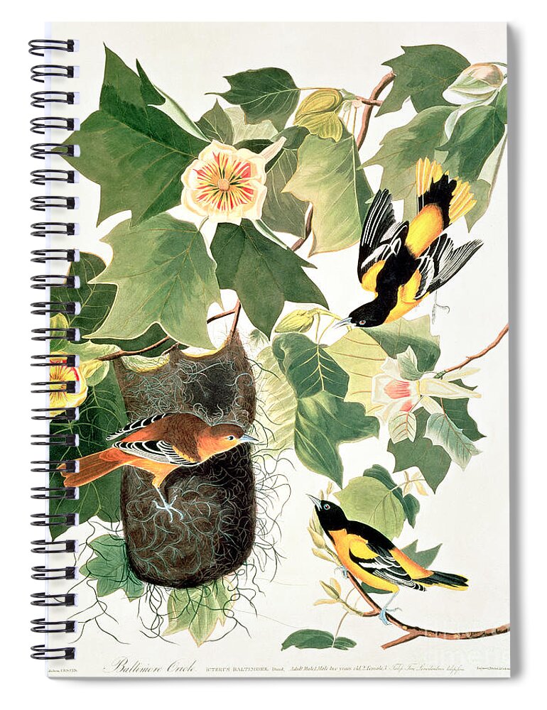 Baltimore Oriole Spiral Notebook featuring the painting Baltimore Oriole by John James Audubon