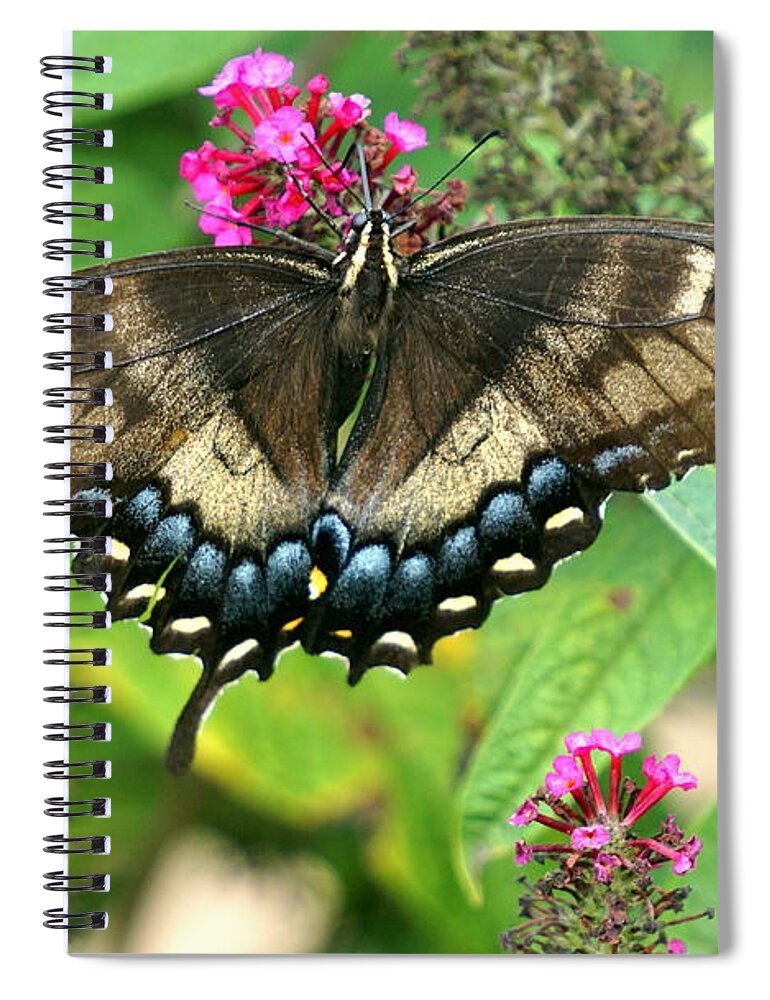 Butterfly Spiral Notebook featuring the photograph Butterfly #5 by Caryn La Greca
