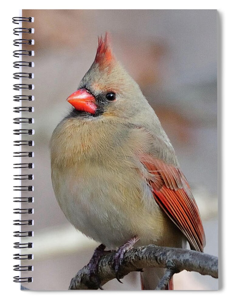 Female Cardinal Spiral Notebook featuring the photograph Female Cardinal #5 by Diane Giurco