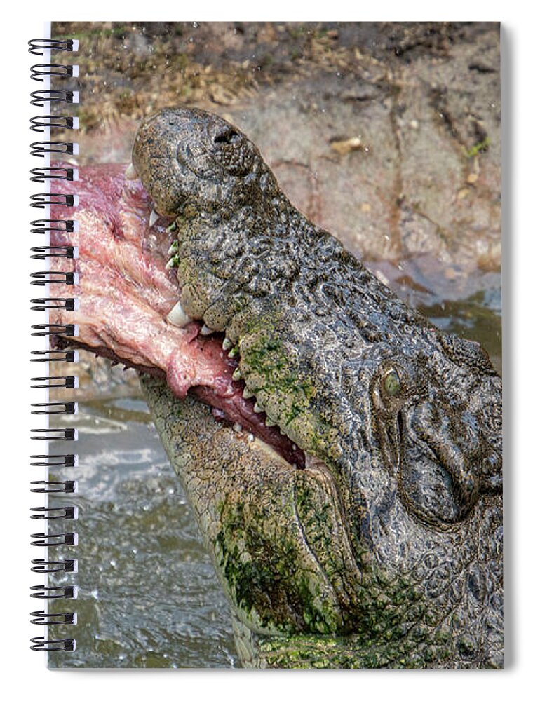 Saltwater Spiral Notebook featuring the photograph Saltwater Crocodile Eating #1 by Carolyn Hutchins