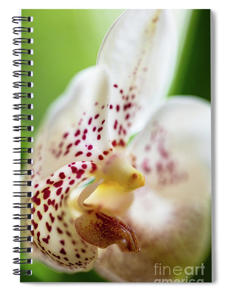 Background Spiral Notebook featuring the photograph Spotted Orchid Flower #5 by Raul Rodriguez