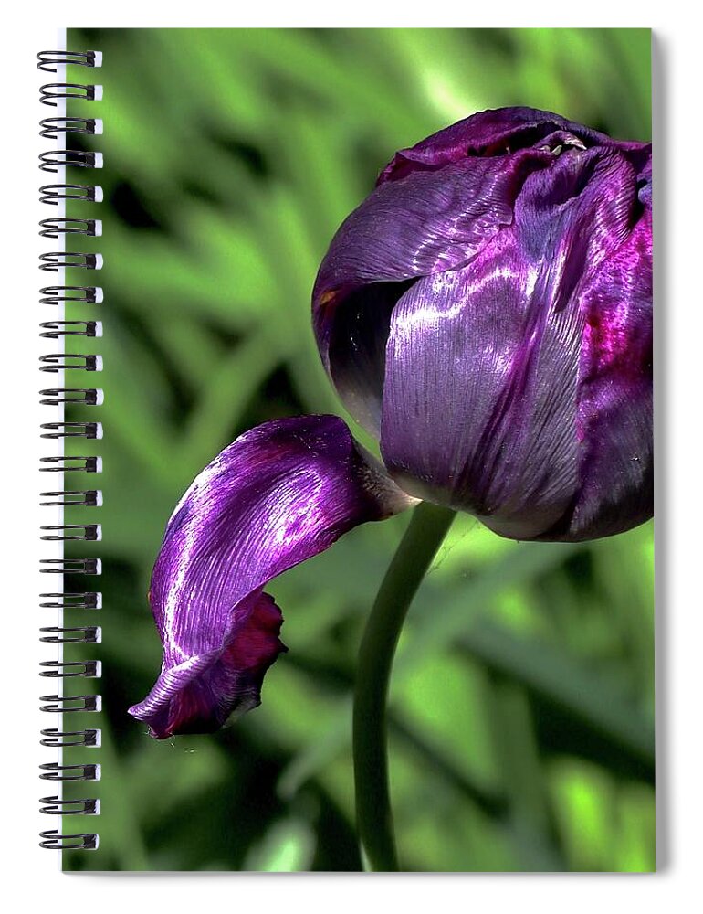 Tulip Spiral Notebook featuring the photograph Tulip #5 by Sarah Lilja