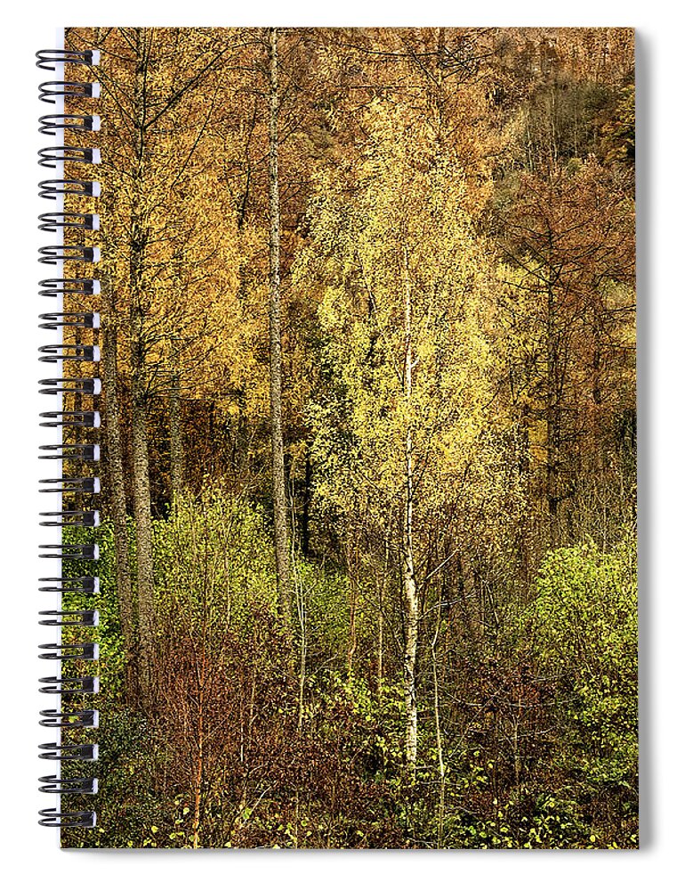 50 Shades Gold Golden Autumn Wonderland Fall Smart Uk Woodland Woods Forest Trees Foliage Leaves Beautiful Birch Crown Beauty Landscape Rich Colors Yellow Delightful Magnificent Mindfulness Serenity Inspirational Serene Tranquil Tranquillity Magic Charming Atmospheric Aesthetic Attractive Picturesque Scenery Glorious Impressionistic Impressive Pleasing Stimulating Magical Vivid Trunks Effective Green Bushes Delicate Gentle Joy Enjoyable Relaxing Pretty Uplifting Poetic Orange Red Fantastic Tale Spiral Notebook featuring the photograph Fifty Shades Of Gold by Tatiana Bogracheva