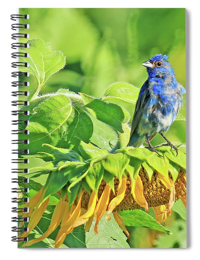 Indigo Bunting Spiral Notebook featuring the photograph An Indigo Bunting Perched on a Sunflower #6 by Shixing Wen