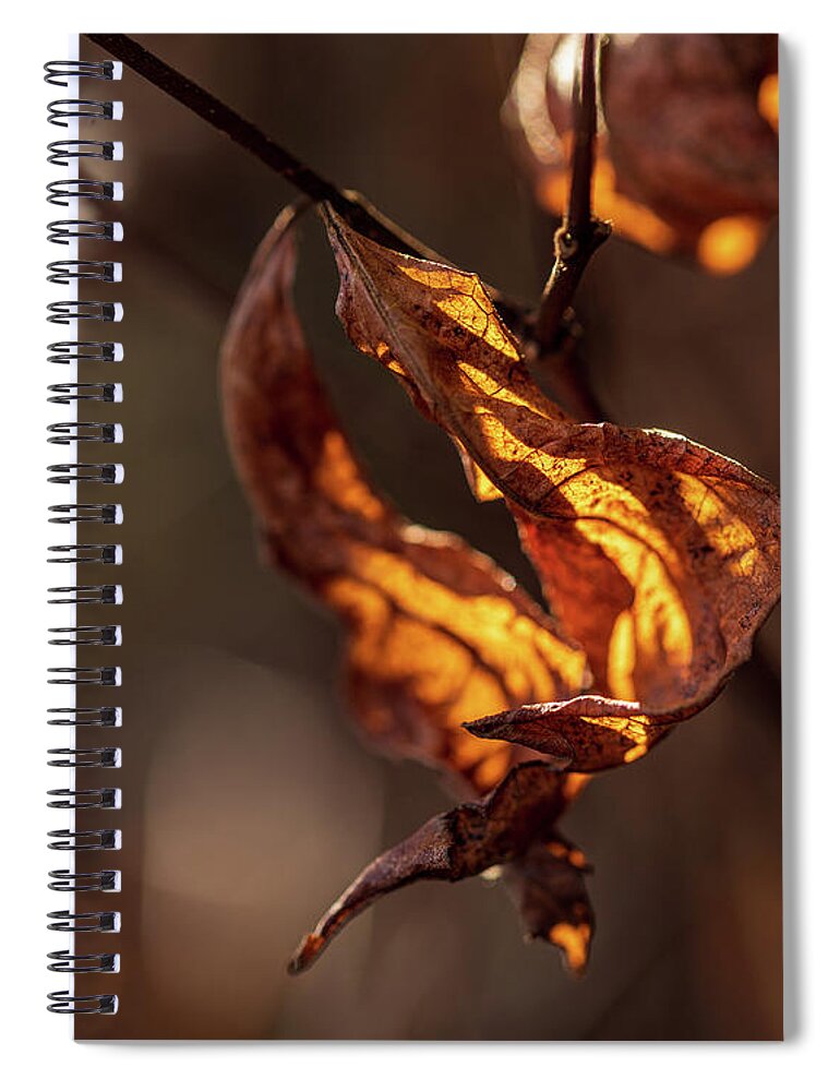 Landscape Spiral Notebook featuring the photograph Nature Photography - Fall Leaves #6 by Amelia Pearn