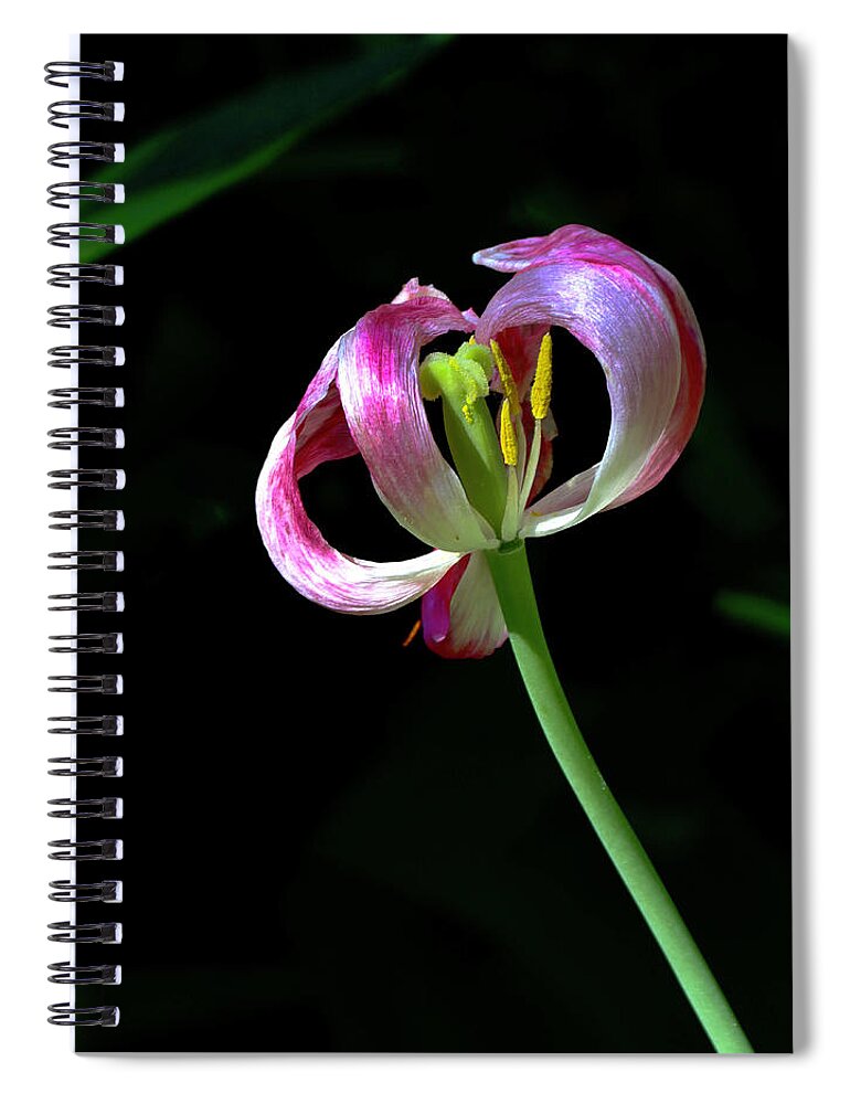Tulip Spiral Notebook featuring the photograph Tulip #6 by Sarah Lilja