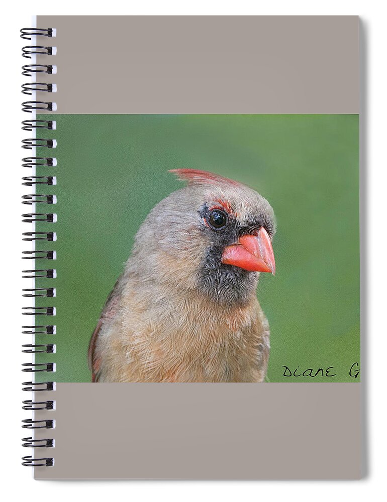 Female Cardinal Spiral Notebook featuring the photograph Female Cardinal #7 by Diane Giurco