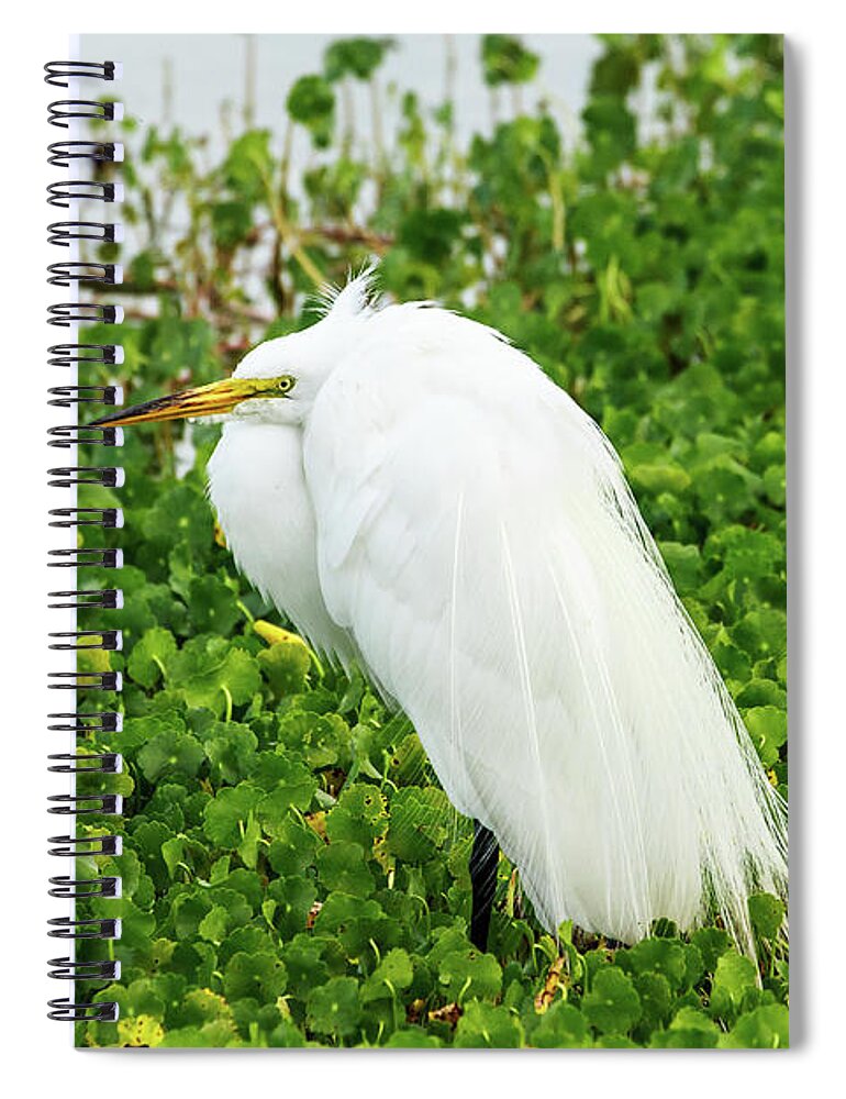 Animal Spiral Notebook featuring the photograph Great Egret Florida #7 by Ben Graham