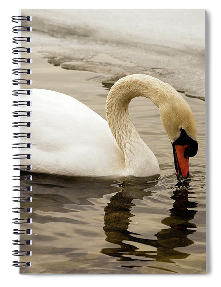 Cygnus Spiral Notebook featuring the photograph Mute swan #7 by SAURAVphoto Online Store