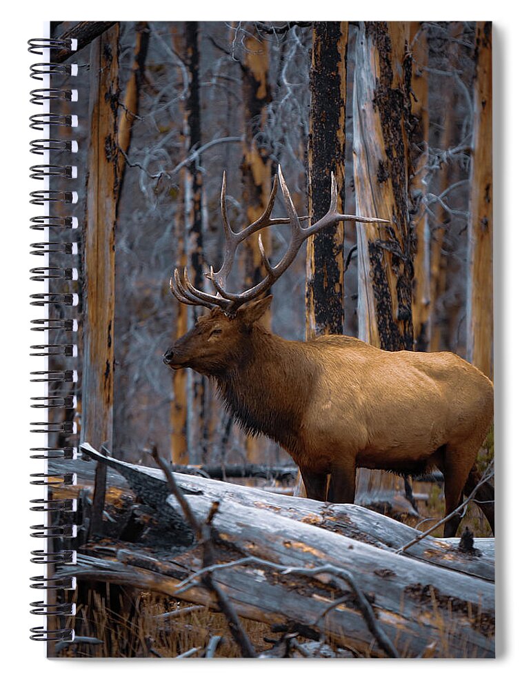 Yellowstone Spiral Notebook featuring the photograph Yellowstone National Park #7 by Brian Venghous