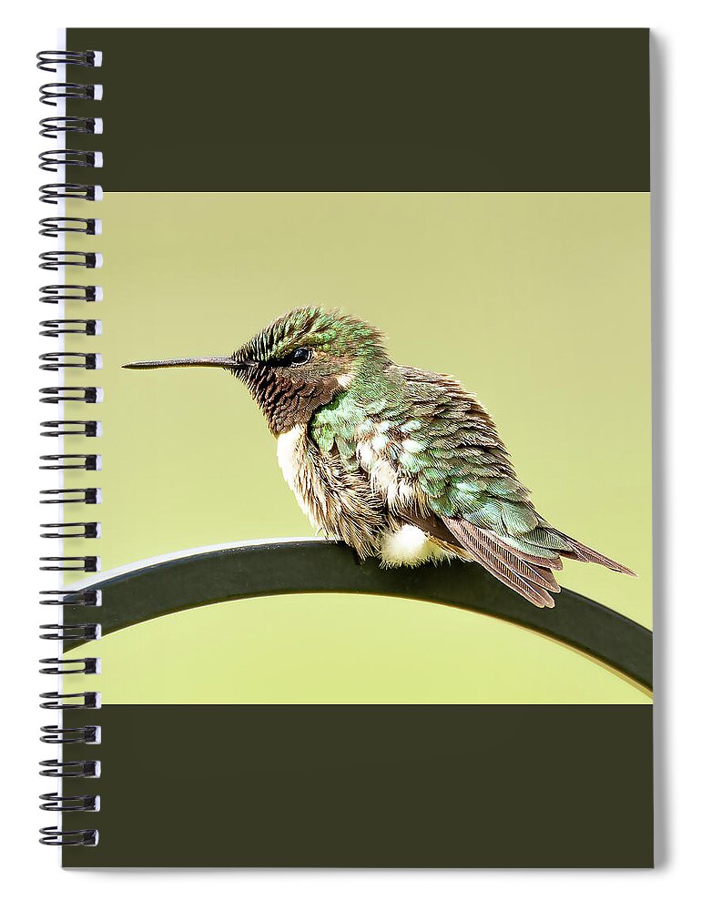 Hummingbird Spiral Notebook featuring the photograph Hummingbird #9 by Holden The Moment