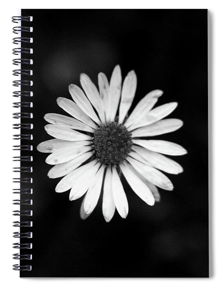 Bellis Perennis Spiral Notebook featuring the photograph Black and white bloom of bellis perennis by Vaclav Sonnek