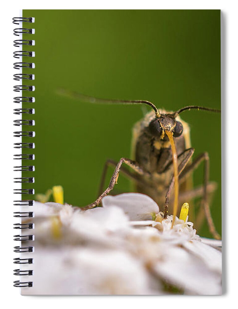 Nature Spiral Notebook featuring the photograph A brown bug enjoying flower nectar by Maria Dimitrova