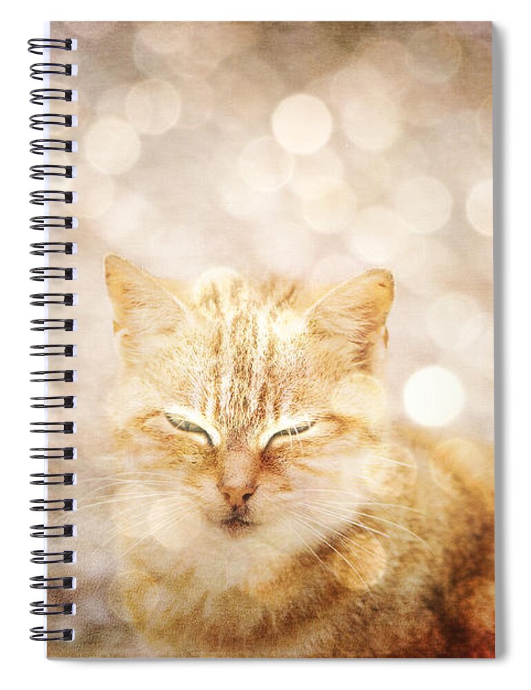 Cat Spiral Notebook featuring the photograph A cat dream by Yasmina Baggili