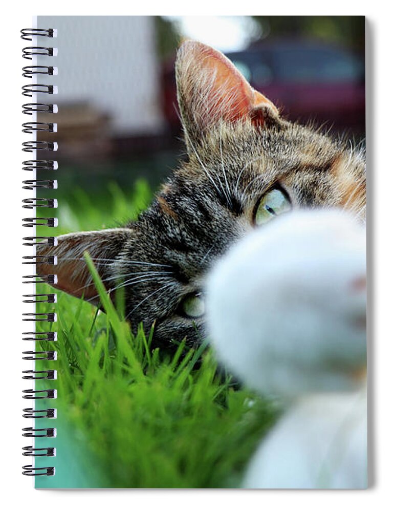 Golden Hour Spiral Notebook featuring the photograph Cat head looking from behind her paws and look right to camera. by Vaclav Sonnek