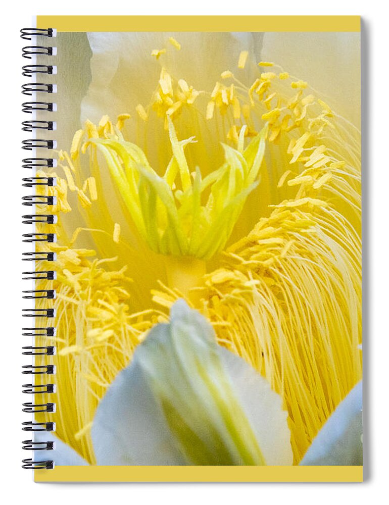 Dragon Fruit Spiral Notebook featuring the photograph A Dragon Fruit Flower in Macro by L Bosco