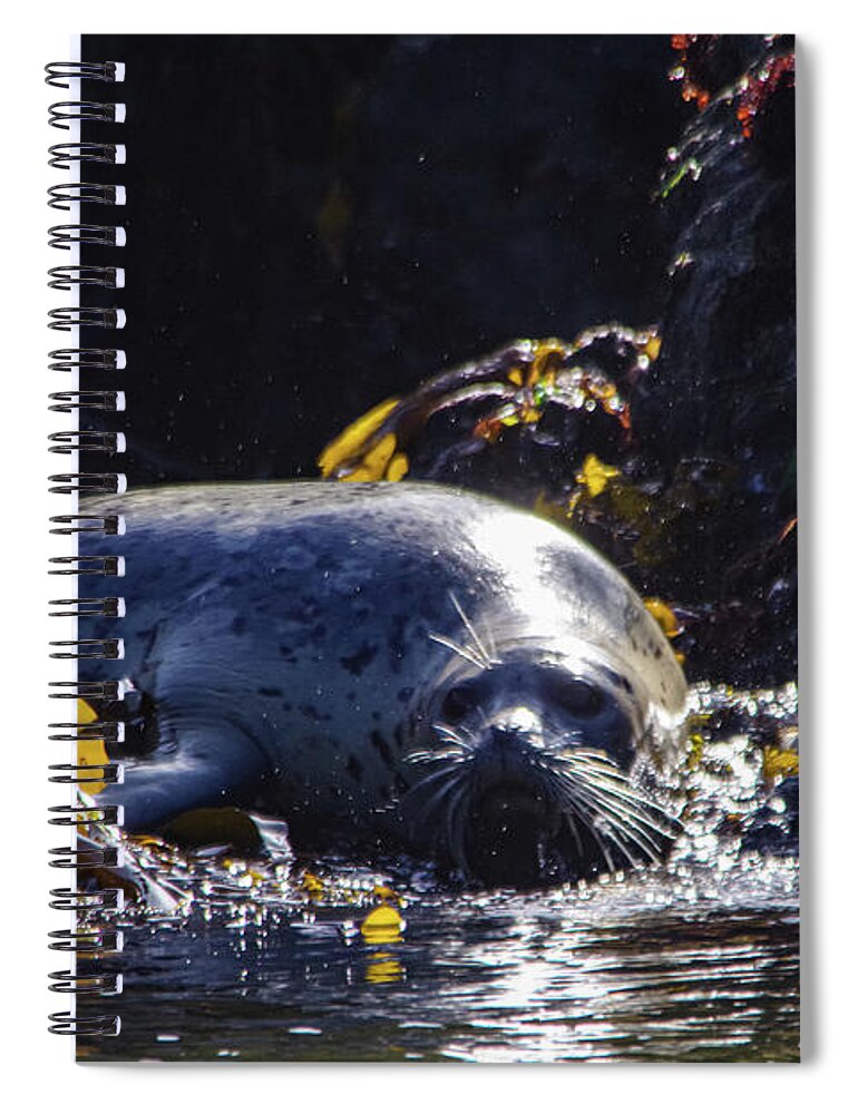 Harbor Seal Spiral Notebook featuring the photograph A fat harbor seal by Jeff Swan