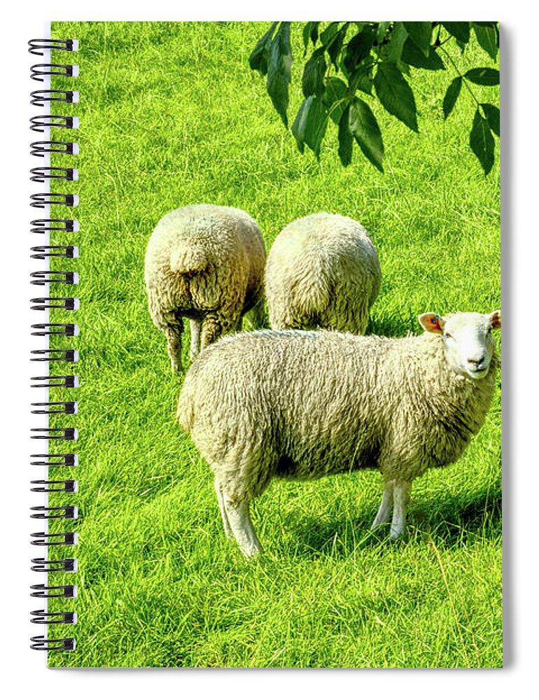 Sheep Spiral Notebook featuring the photograph A flock of sheep in a field in Heywood, Grt Manchester, England, UK by Pics By Tony