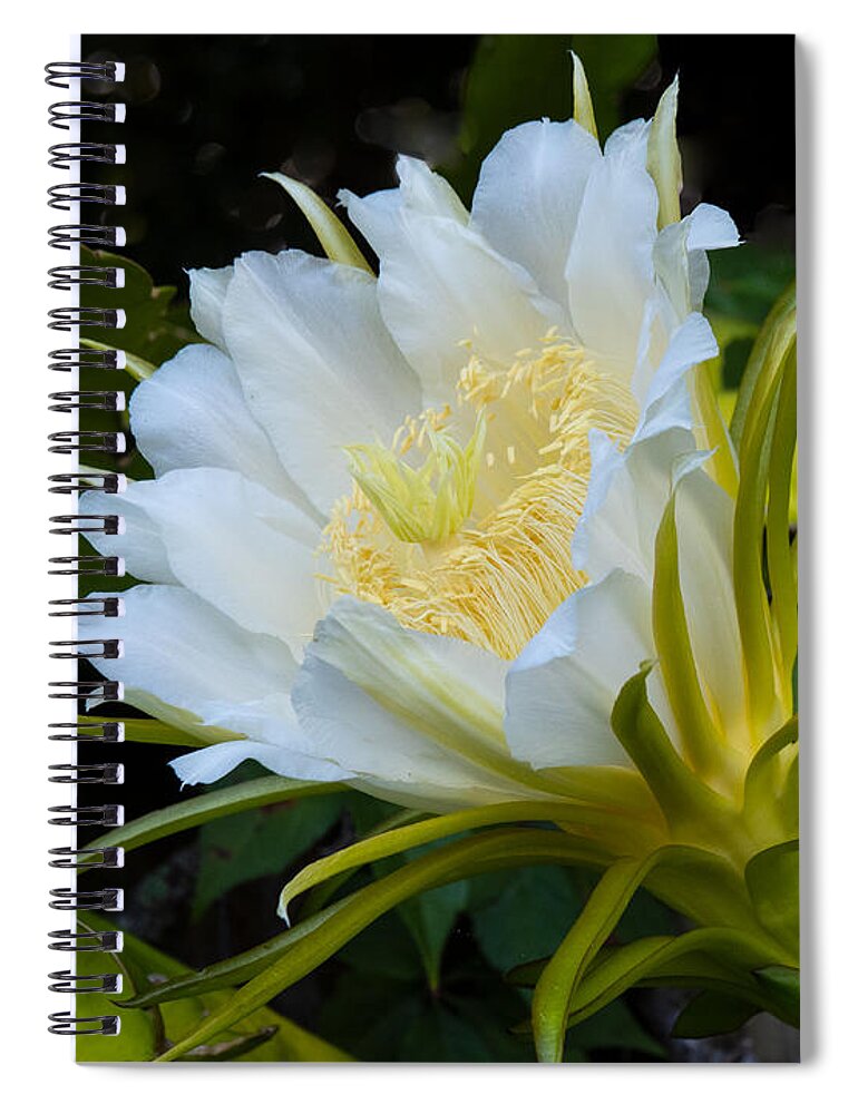 Dragon Fruit Spiral Notebook featuring the photograph A Flowering Dragon Fruit Plant by L Bosco