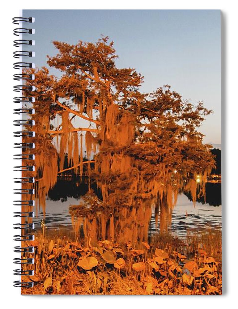 Golden Spiral Notebook featuring the photograph A Golden Tree at Sunset by Philip And Robbie Bracco