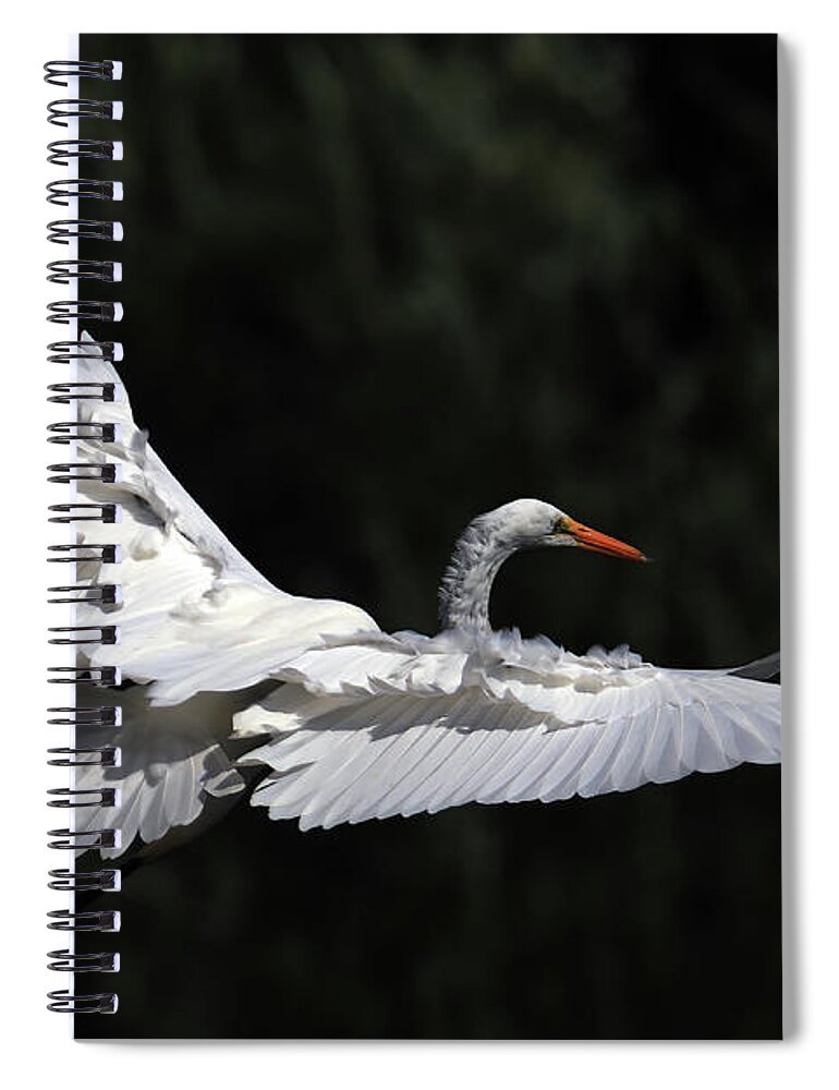 Great Egret Spiral Notebook featuring the photograph A Great Egret in Flight by Shixing Wen