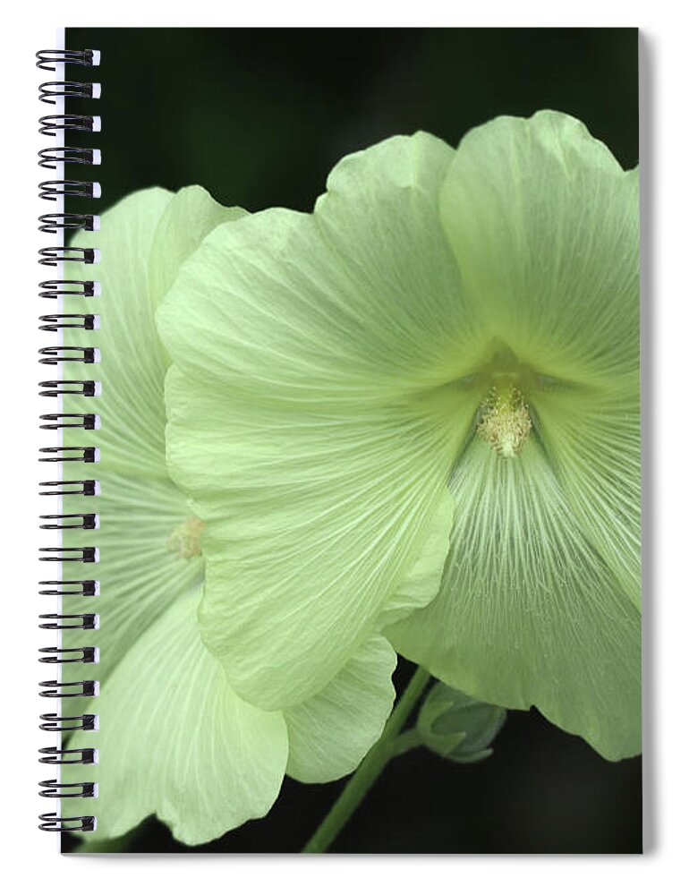 Hollyhock Spiral Notebook featuring the photograph A Hollyhock Up Close by D Lee