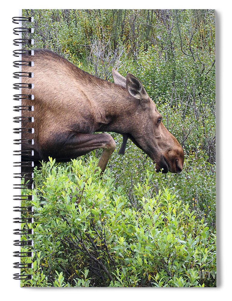 Moose Spiral Notebook featuring the photograph A Hungry Alaskan Lady Moose by L Bosco