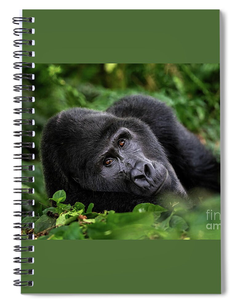 Mountain Gorilla Spiral Notebook featuring the photograph A large silverback mountain gorilla, gorilla beringei beringei, lies in the undergrowth of the Bwindi Impenetrable forest, Uganda. by Jane Rix