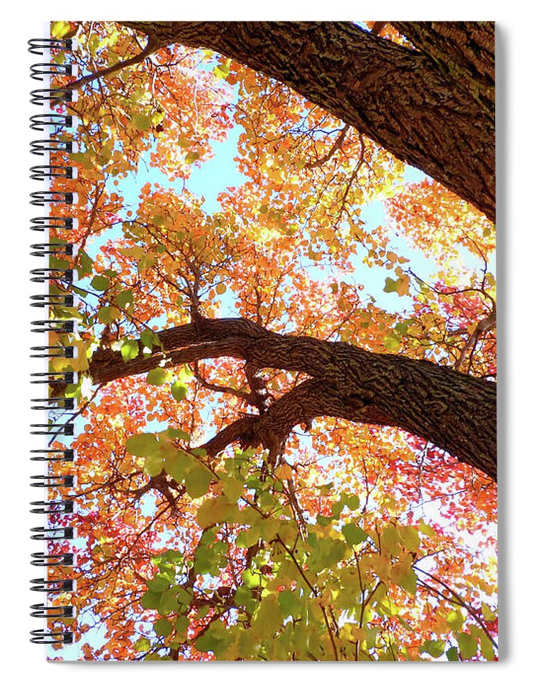 Autumn Spiral Notebook featuring the photograph A Look Up by Scott Cameron
