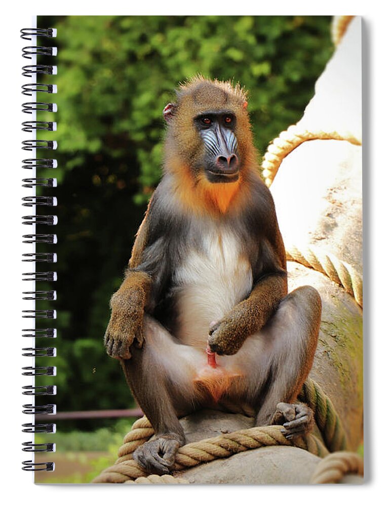 Mandrill Spiral Notebook featuring the photograph Mandrillus sphinx sitting on the trunk by Vaclav Sonnek