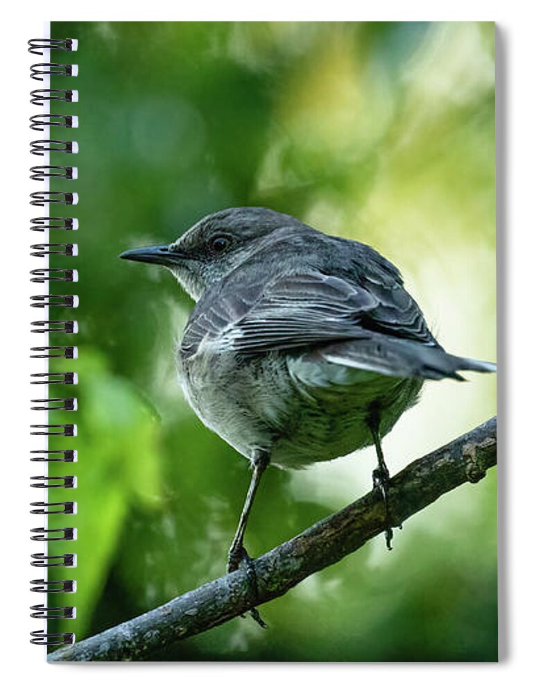 Mockingbird Spiral Notebook featuring the photograph A Mockingbird in Late Spring by Rachel Morrison