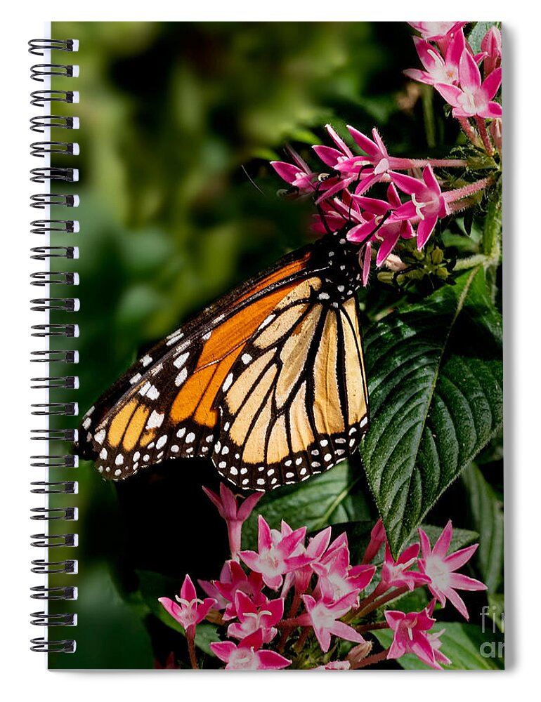 Monarch Spiral Notebook featuring the photograph A Monarch Butterfly by L Bosco