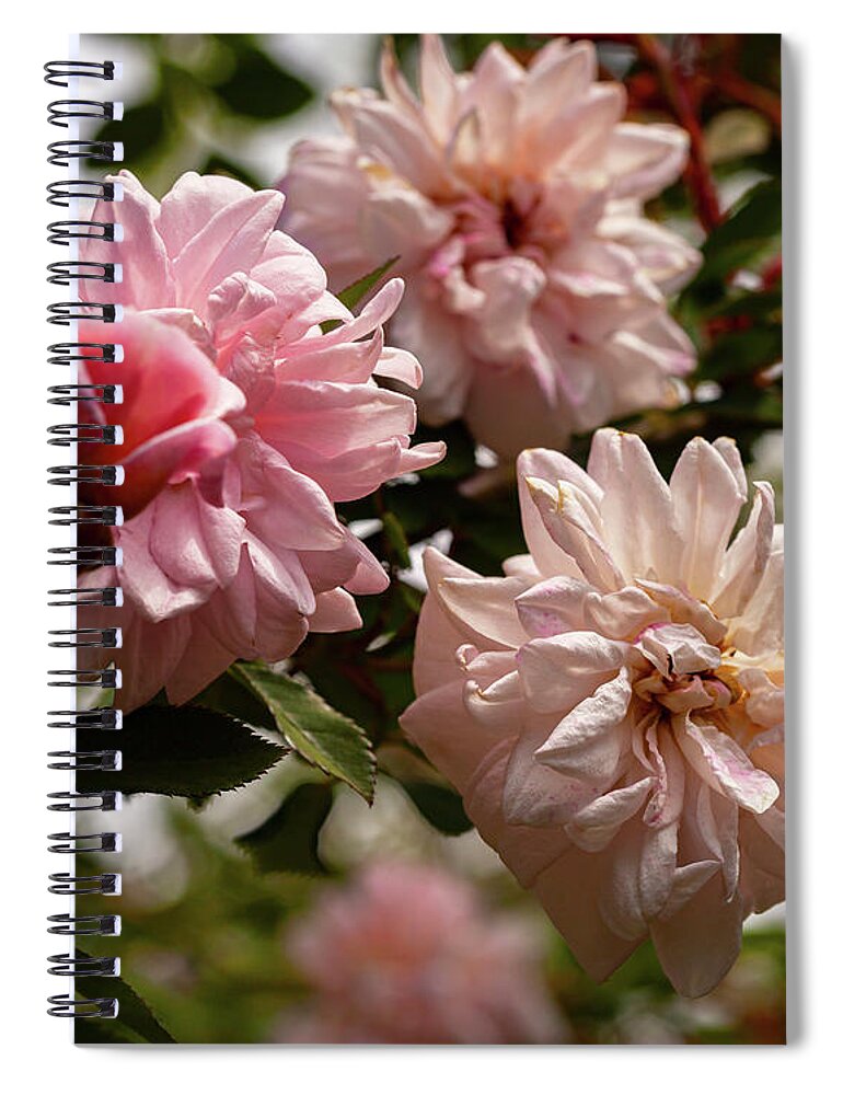 Cecile Brunner Rose Spiral Notebook featuring the photograph A Muted Bunch by Ryan Huebel
