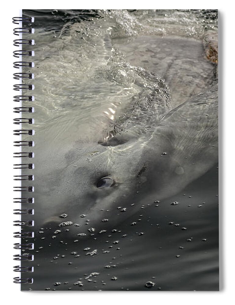  Mola Mola Spiral Notebook featuring the photograph A Ocean Sunfish - Mola mola by Amazing Action Photo Video
