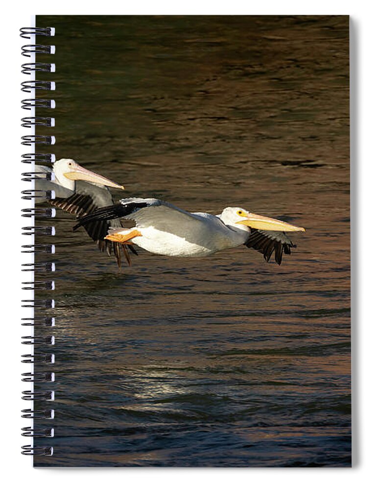 American White Pelicans Spiral Notebook featuring the photograph A Pair Of Soaring Pelicans 2016 by Thomas Young