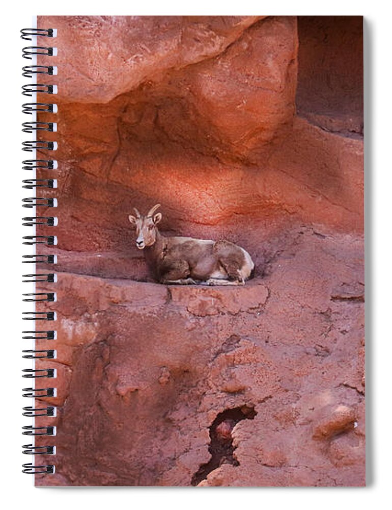 Mountain Goat Spiral Notebook featuring the photograph A Peaceful Overlook by Laura Putman