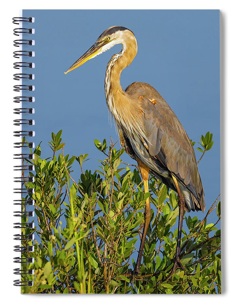 R5-2653 Spiral Notebook featuring the photograph A Proud Heron by Gordon Elwell