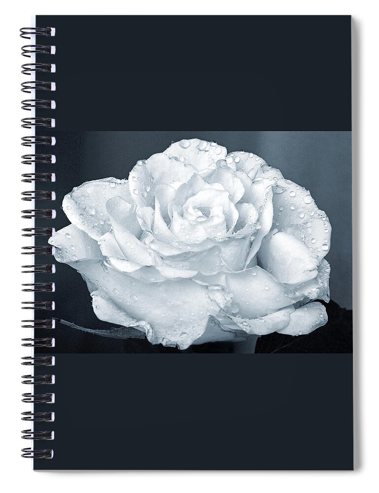 Rose Spiral Notebook featuring the photograph A Real Cool Rose. by Terence Davis
