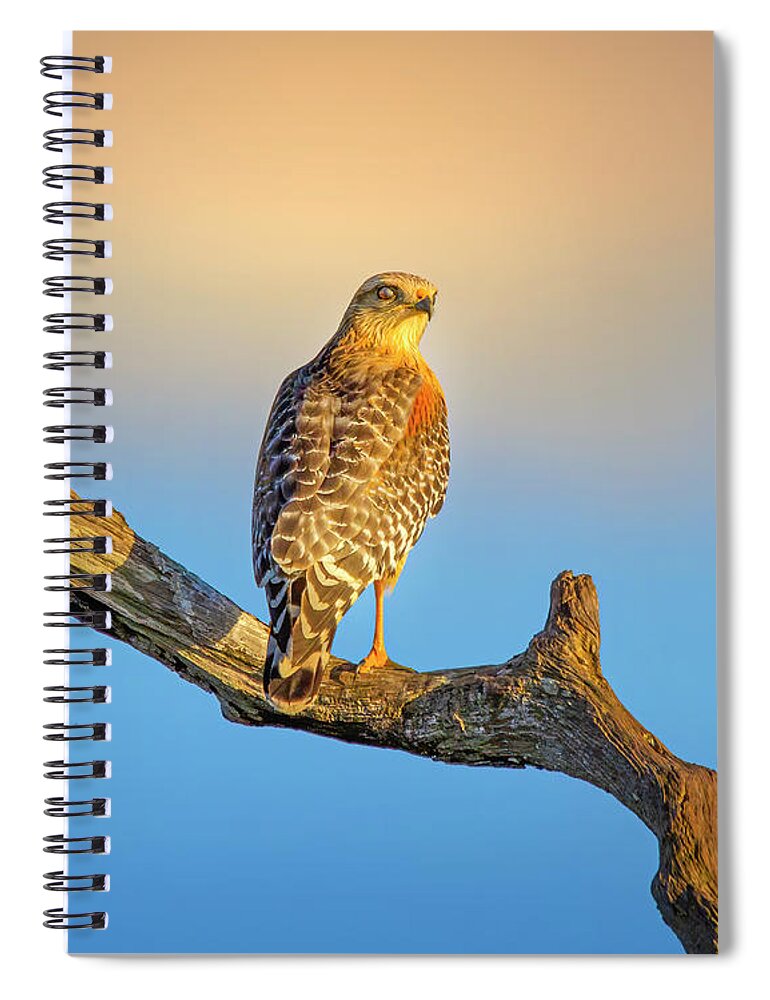 Hawk Spiral Notebook featuring the photograph A Red Shouldered Hawk at Sunset by Mark Andrew Thomas