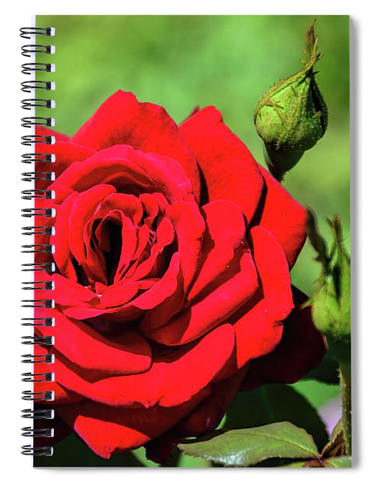 Red Spiral Notebook featuring the photograph A Reflection of Beauty by Diana Mary Sharpton