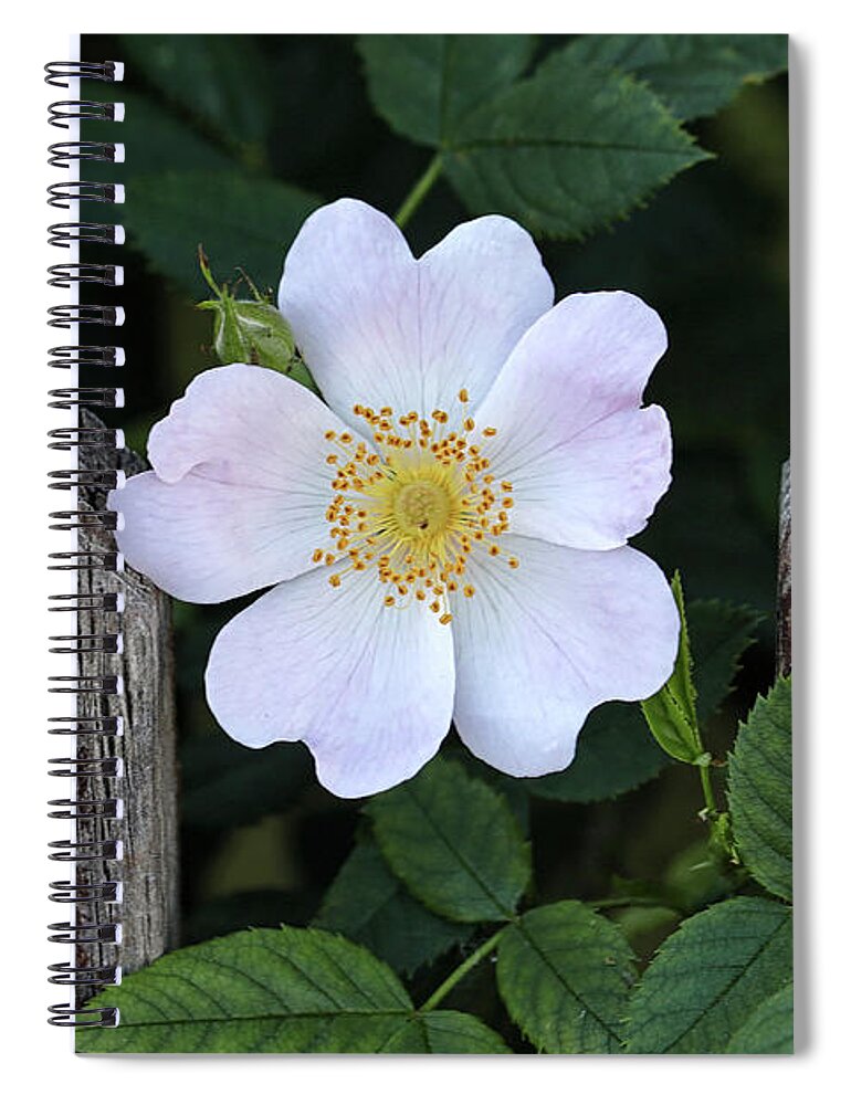 Bloom Spiral Notebook featuring the photograph a Rose between two thorns by Shirley Mitchell