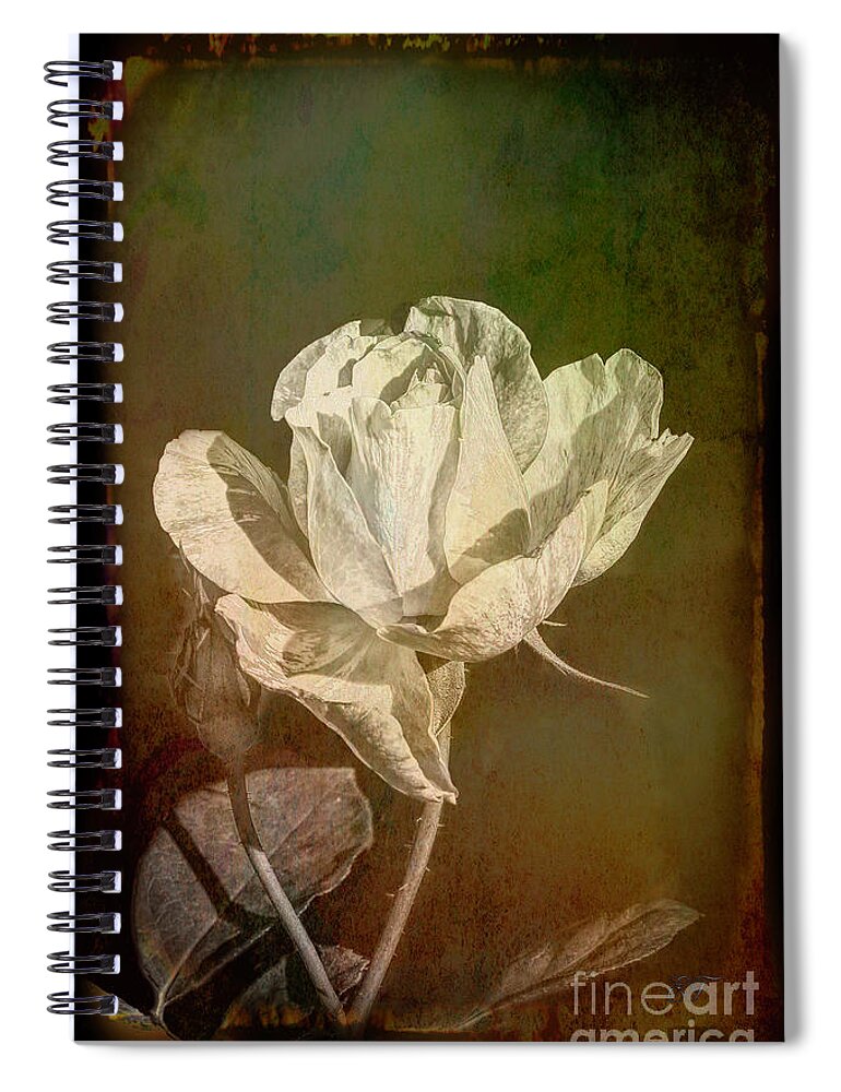 Rose Spiral Notebook featuring the photograph A Rose is still a Rose Whatever its Colour by Elaine Teague
