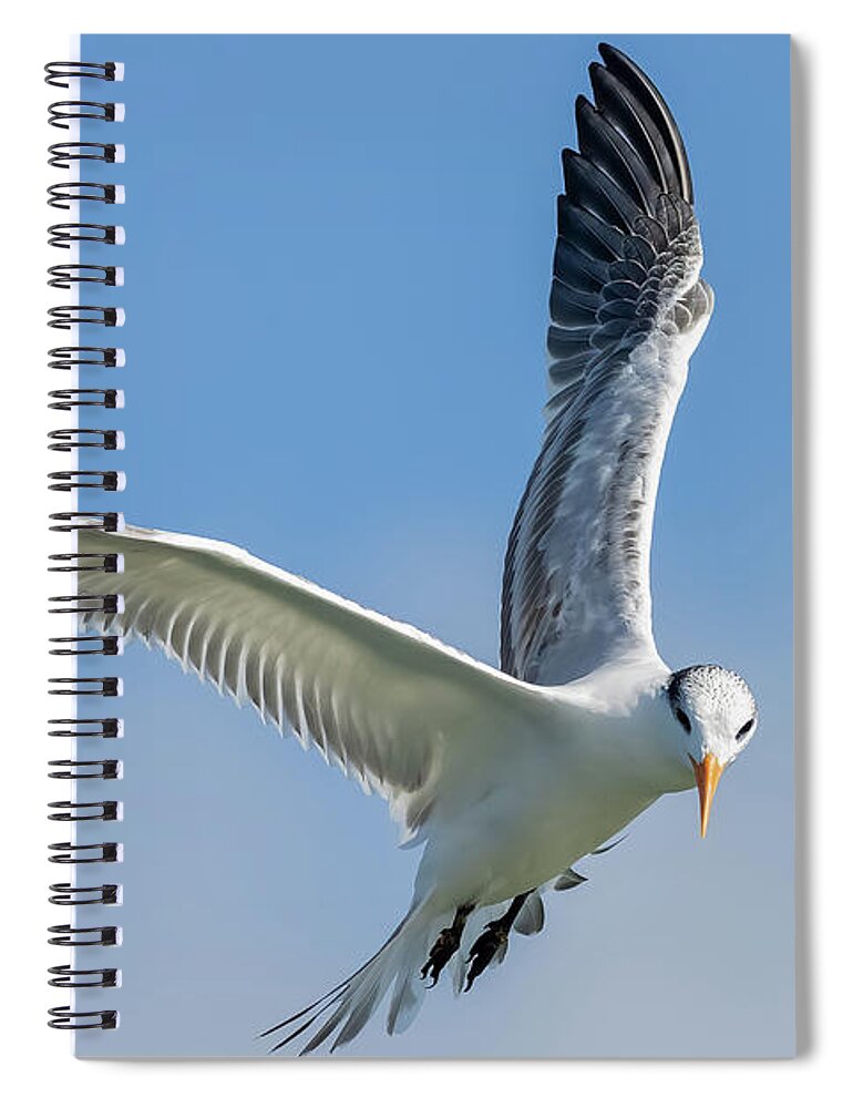 Royal Tern Spiral Notebook featuring the photograph A Royal Pause by RD Allen