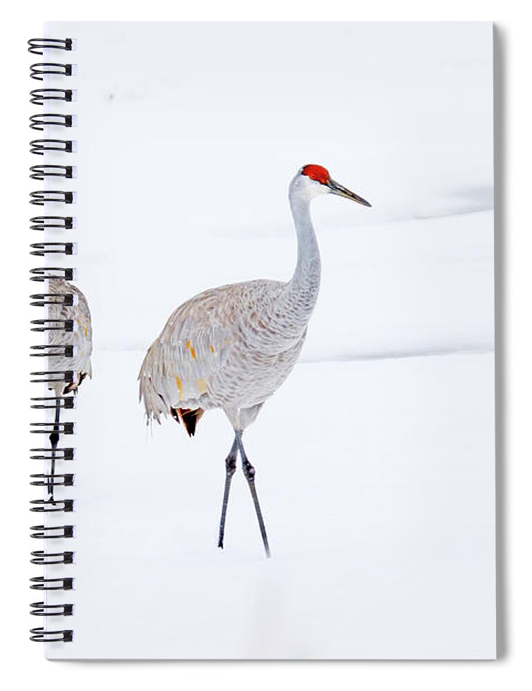 Sandhill Cranes; Wild Bird; Winter; Snow; Michigan Spiral Notebook featuring the photograph A Sandhill Crane Couple Walking in Snow by Shixing Wen